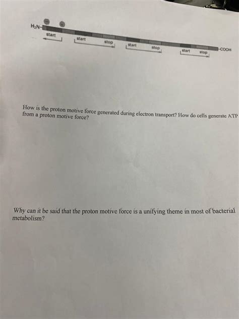 Solved How is the proton motive force generated during | Chegg.com