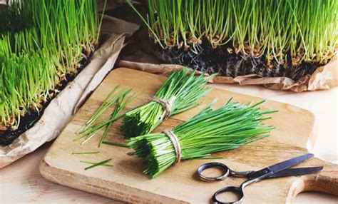 How To Grow Wheatgrass Indoors Top Best Simple Steps