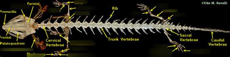 salamander skeleton Diagram | Quizlet