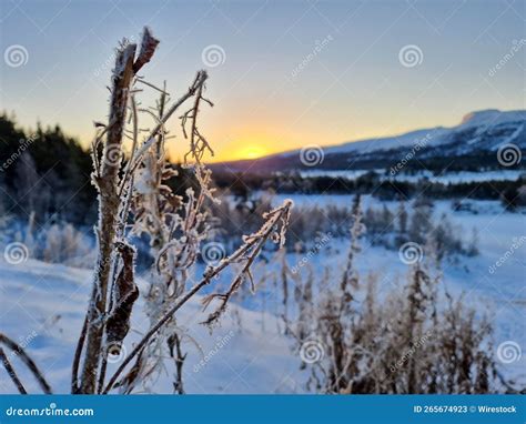 Winter sunrise in Norway stock image. Image of snow - 265674923