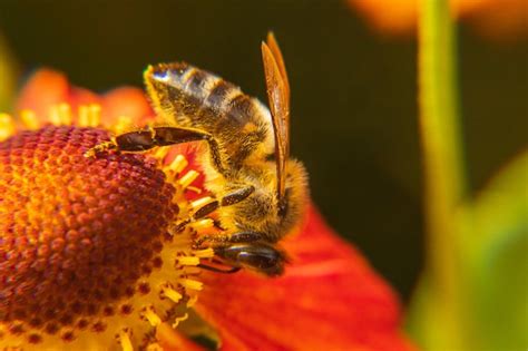 Premium Photo Honey Bee Covered With Yellow Pollen Drink Nectar