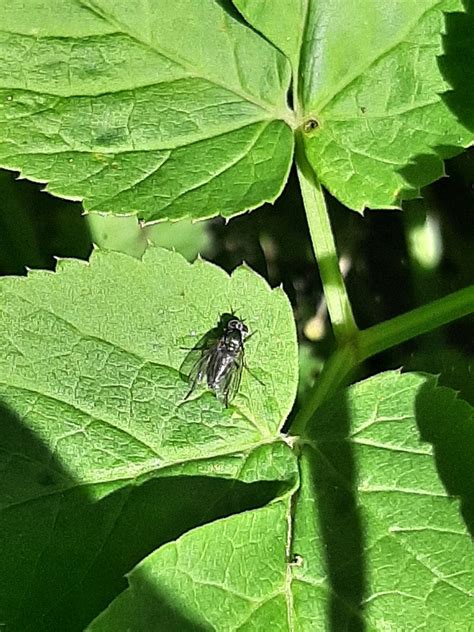 Brachyceran Flies From Harndrup Danmark On May At