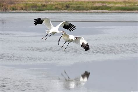 Whooping Cranes At Port Aransas Tx Stock Photo - Download Image Now ...