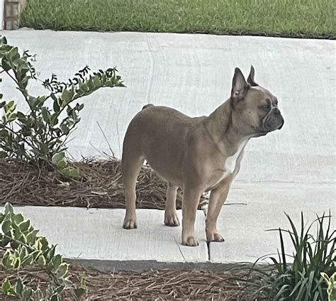 Floridian Frenchies of Georgia - French Bulldog Puppies for Sale in Ludowici, GA | AKC Marketplace