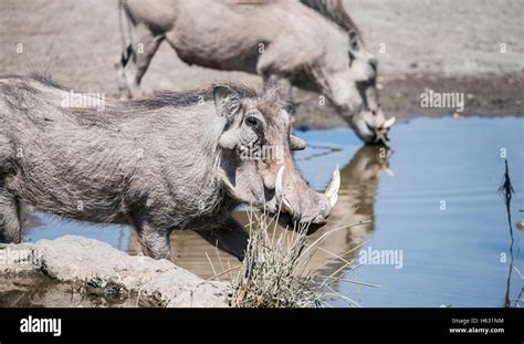 Wild Common Warthog Phacochoerus Africanu At A Water Hole In Africa