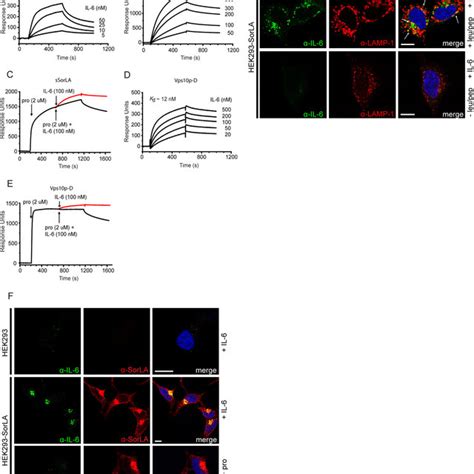 IL-6 classic- signaling and IL-6 trans-signaling. IL-6... | Download Scientific Diagram