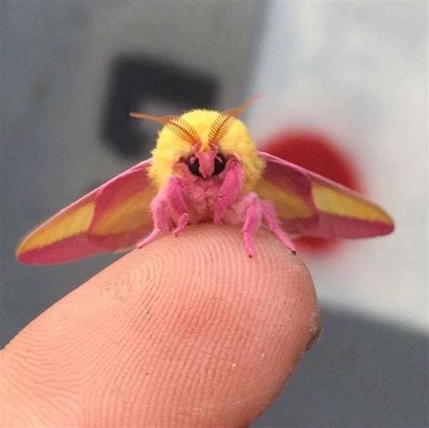 Cute Rosy Maple Moth Reyebleach