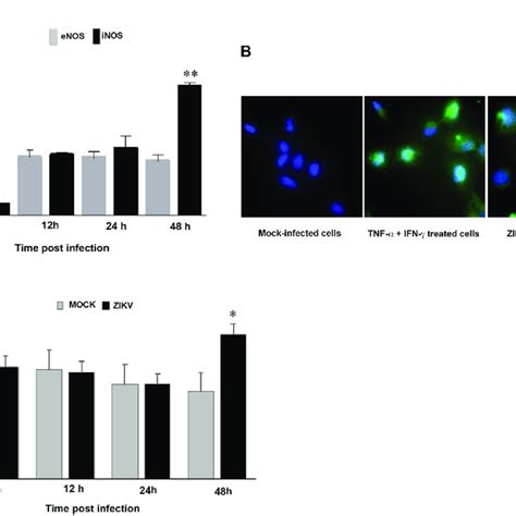 Human Microglia Cells Are Permissive To Zikv Infection Microglia Cells