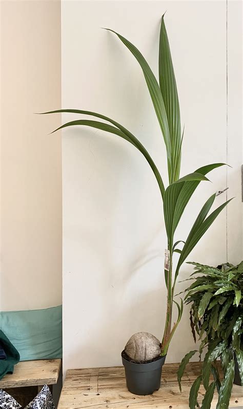 Shop — greenka