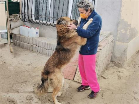 Kısırlaştırılmaya götürülen köpeğin dili koptu - Haberler