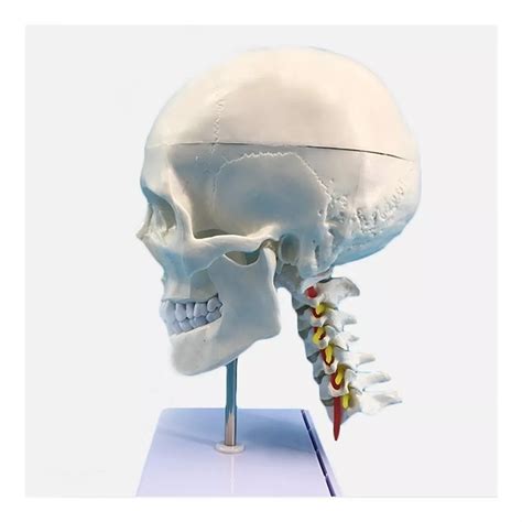 Craneo de Anatomia Humana Con Modelo Columna Vertebral Mebuscar Colômbia