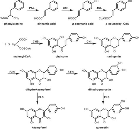 Full Article Biosynthetic Pathways And Related Genes Regulation Of