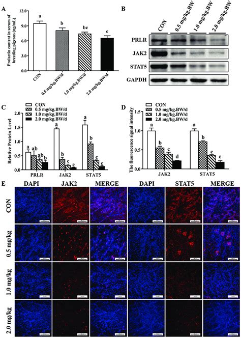 Prolactin PRL Content In Serum And The Expression Of The PRL Receptor