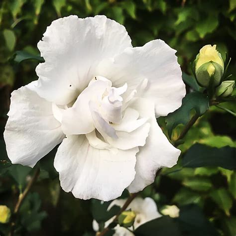 Double White Hardy Hibiscus For Sale Online | The Tree Center