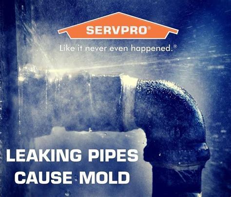 The Mold Mitigation & Remediation Process | SERVPRO of Lake Conroe ...