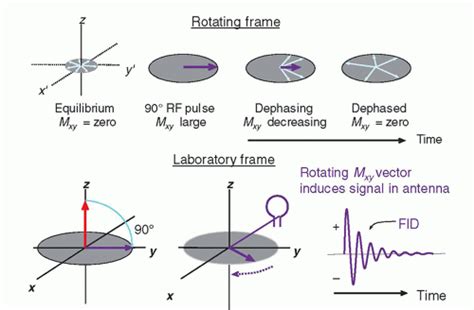 Magnetic Resonance Basics Magnetic Fields Nuclear Magnetic