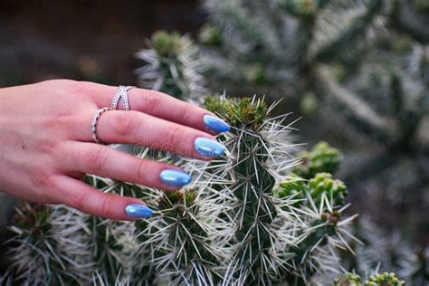 Hand Touching Cactus Stock Photo Image Of Thorn Cactus 7195530