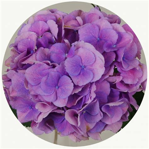 Гортензия фиолетовая