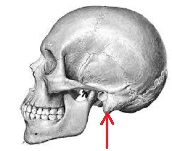 Mastoid Bone Diagram