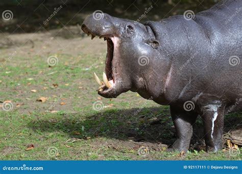 Pygmy Hippopotamus with Tusks in His Mouth Stock Image - Image of ...