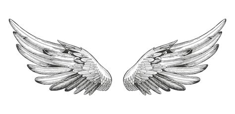 Top more than 225 angel wings drawing latest - nanoginkgobiloba.vn