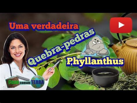 A Verdadeira Quebra Pedra Phyllanthus Youtube