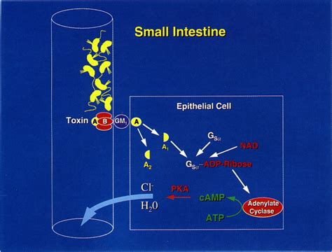 Processes Involved In The Pathogenesis Of V Cholerae The Bacterium