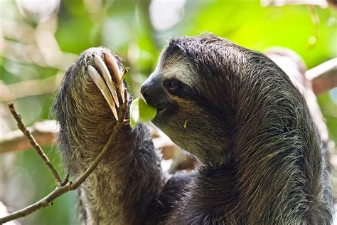 bradypodidae  toed sloths wildlife journal junior