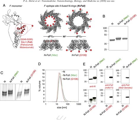 Figure From Rsv N Nanorings Fused To Palivizumab Targeted