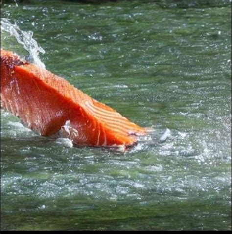 AI Art Of Salmon In The River Credits DeltyThe73rd R Distractible