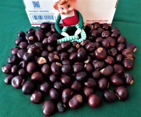 100 Buckeye Nuts OHIO STATE Grown OSU Go Bucks!! - Etsy