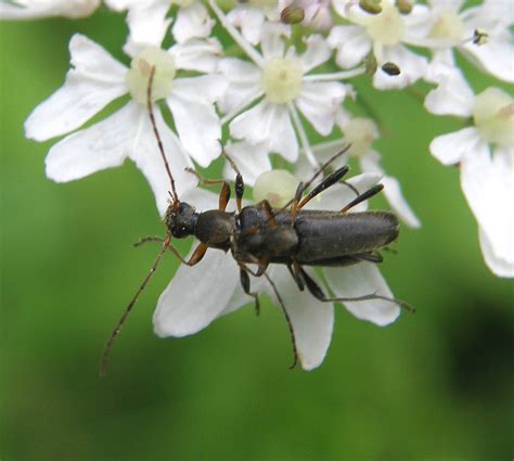 Grammoptera Ruficornis Mating Wellesbourne Warwickshire Flickr