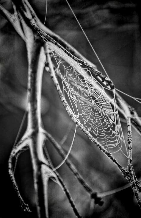 Free Images Branch Wing Black And White Leaf Spiderweb Line