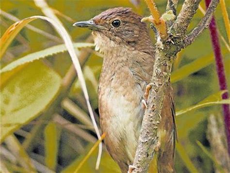 Descubierta En China Una Nueva Especie De Pájaro