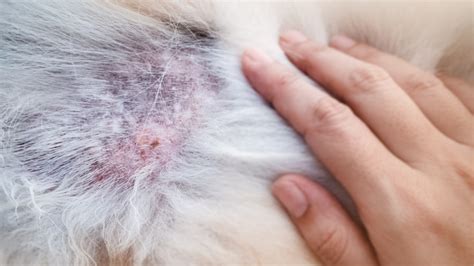 Why Is My Dog's Skin Turning Black? 7 Hyperpigmentation Causes in Dogs ...