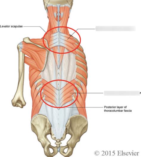 Ch Muscles Of Respiration Diagram Quizlet