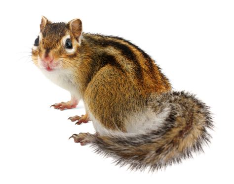 Лысый бурундук