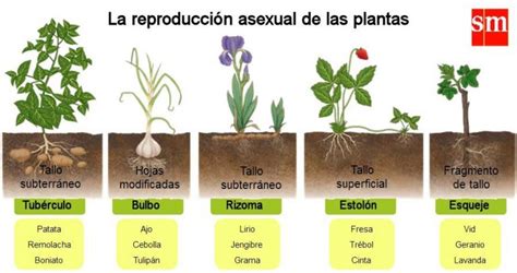 REPRODUCCIÓN de las plantas Clasificación con nombre etapas