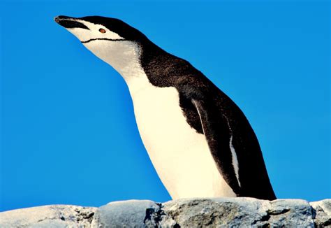 Penguin Teeth: Surprising Facts About These Adorable Birds - Honkey Tank