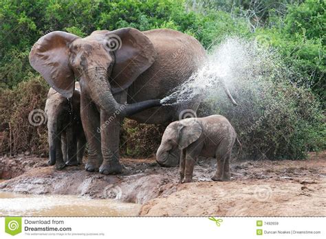 Acqua Di Spruzzatura Dell Elefante Immagine Stock Immagine Di Madre