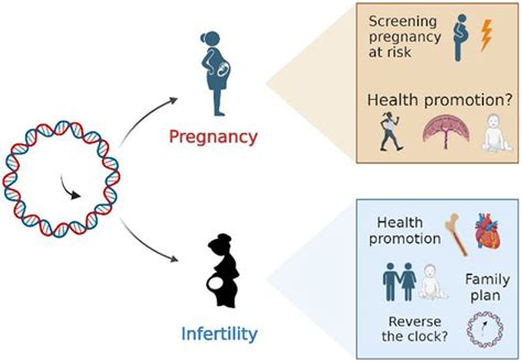 Frontiers Epigenetic Clocks And Female Fertility Timeline A New