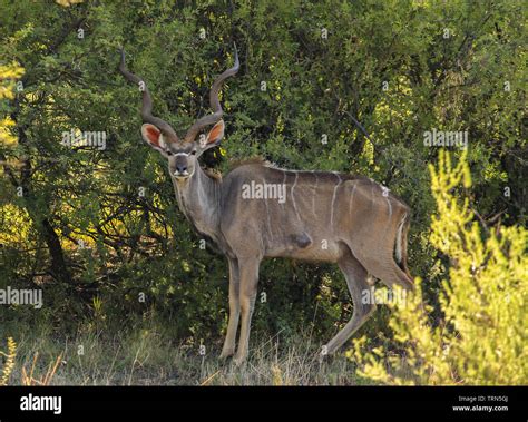 Kudu Southern Greater Kudu Latin Name Tragelaphus Strepsiceros An