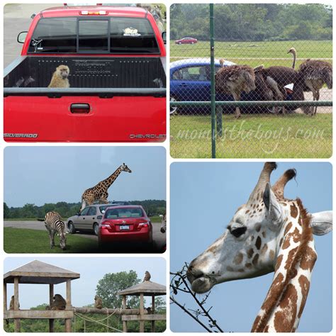 Go Wild At African Lion Safari this Summer! - Mom vs the Boys