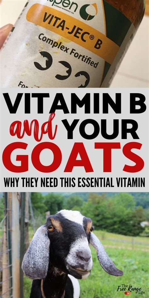 The Importance Of B Vitamins To Your Goat S Health Goats Goat Health