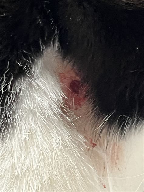 Cat Puncture Wound | TheCatSite