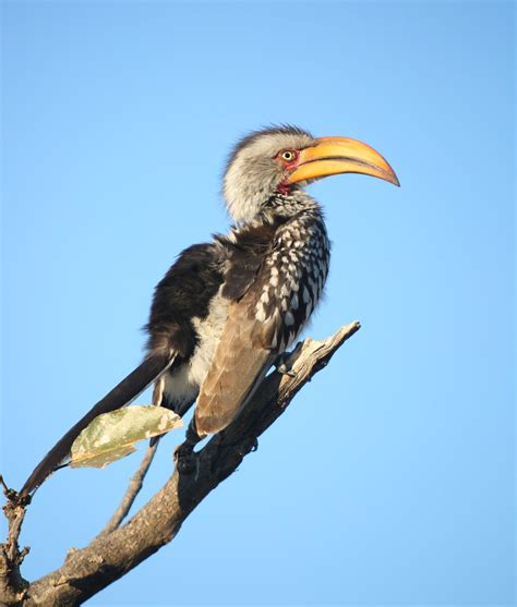 Southern yellow-billed hornbill - My Birds - Photo Gallery - Cloudy Nights