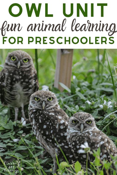 Check Out These Owl Crafts For Preschoolers This Owl Unit Includes Owl