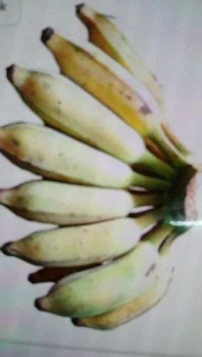 Bananas In Kadapa Latest Price Mandi Rates From Dealers In Kadapa