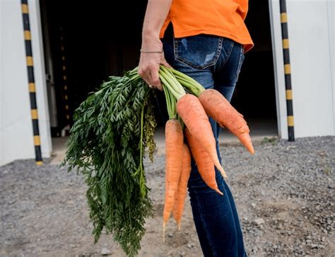 Premium Photo Growing Organic Carrots Carrots In The Hands Of A