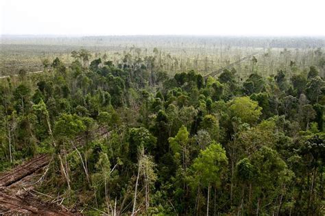 Hutan Rawa Gambut Tripa Hanya Tersisa 5.000 Hektare – Minanews.net